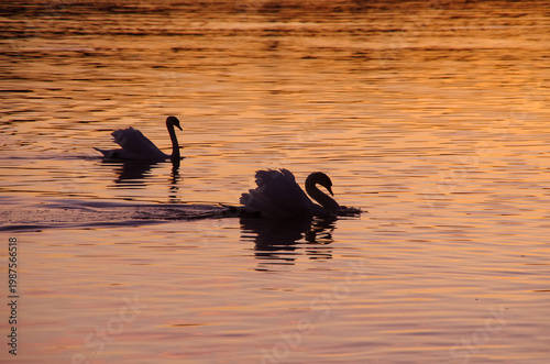 two proud silhouette of a mute swan, on a pond at sunset