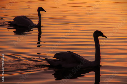 A pair silhouettes of mute swans at the water sunset
