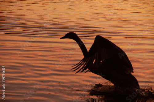Silhouette of a graceful mute swan taking off on a pond at sunset