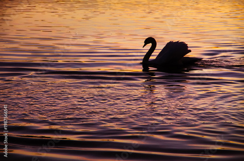 silhouette of a graceful mute swan, on a pond at sunset