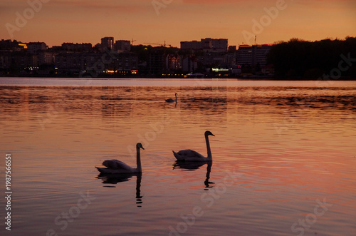 silhouettes of swans and buildings on the lake sunset time