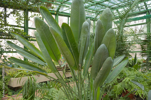 Large Giant White Bird of Paradise Strelitzia nicolai with massive upright paddle shaped leaves in a sunny botanical greenhouse