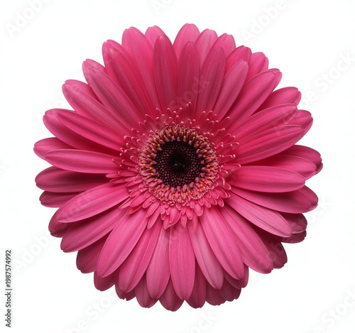 A vibrant pink gerbera daisy flower with a dark center on a white background pink flower floral bloom