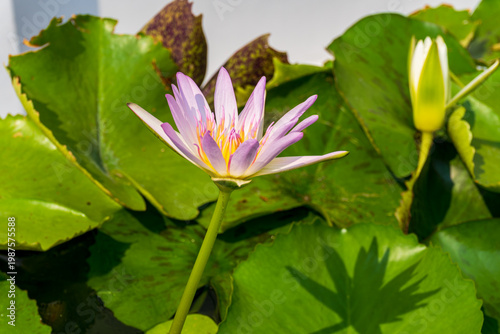 Pink water lily flower blooming among green leaves in sunlight, creating a natural, serene pond scene
