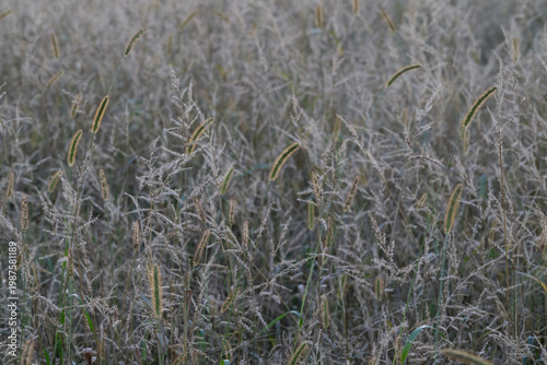 Süßgräser in der Dämmerung, Rote Borstenhirse (Setaria pumila) und Hühnerhirse (Echinochloa)