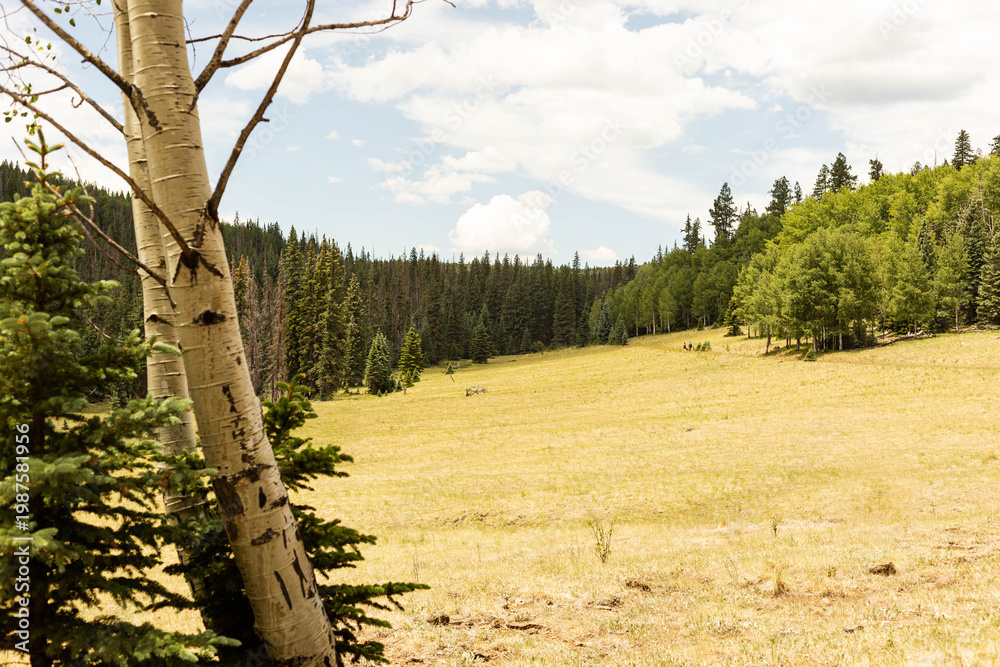 Fototapeta premium Grassy Slope on Mount Baldy in Arizona with an aspen tree in the foreground