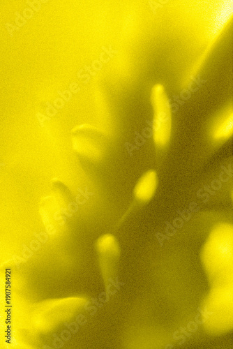Abstract yellow flower center in soft focus with grainy texture representing the core of a summer bloom. Dreamy illustration for wellness branding.