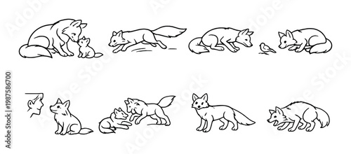 Foxes in playful and resting poses on grey background