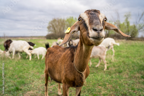 Konstfotografi Curious brown goat in meadow with grazing herd, free range livestock on rural pasture, lively farm portrait under dramatic sky