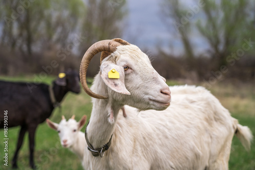 Foto Dairy goat with curved horns and ear tag in pasture, livestock identification on rural farm, breeding scene with young kid behind