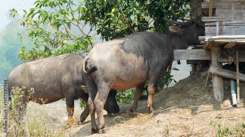 Domestic Asian buffaloes chew straw at feeding trough in rural farm in Northern Thailand, animals enjoying eating straw outdoors at farmland backyard, traditional agriculture and livestock in Asia.