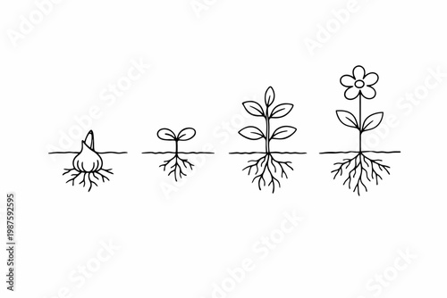 Growth stages of a flowering plant from seed to bloom with root development