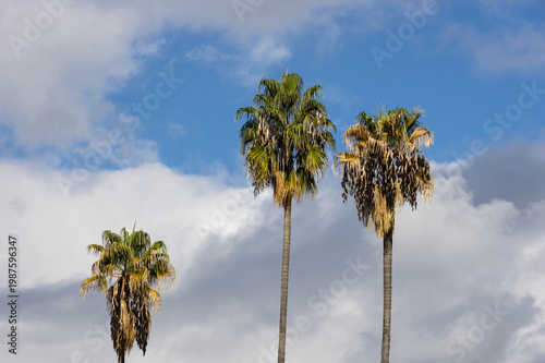 Three palm trees in Southern California beneath a sky with scattered clouds and patches of blue.
