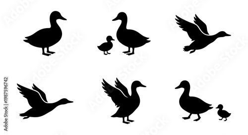Duck silhouette vector set, flying mallard and swimming waterfowl icons, black bird silhouettes for hunting and nature design, 6 elements