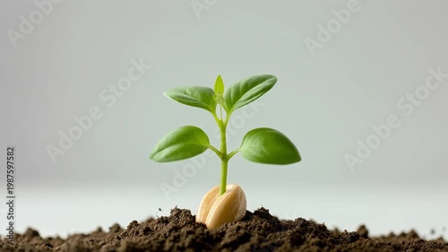 A small green plant sprouts from the soil with a seed.