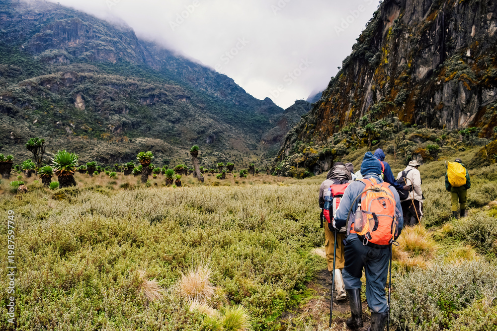 Fototapeta premium Hikers Trekking Through Giant Groundsels in the Bujuku Valley in the Rwenzori Mountains, Uganda