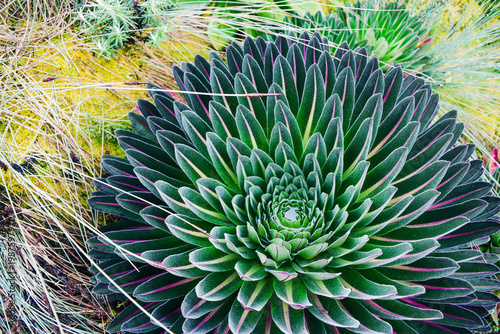 Giant Lobelia (Lobelia bequaertii) in High Altitude Moorland, Rwenzori Mountains National Park, Uganda
