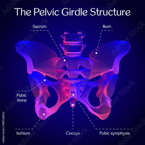 Futuristic Neon Pelvic Girdle Anatomy Vector Illustration with Labeled Bones – Sacrum, Ilium, Ischium, Coccyx, Pubic Symphysis on Abstract Background