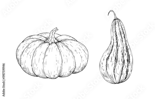 Vector set of pumpkins, graphic hand drawn isolated illustration. Halloween autumn vegetable perfect for harvest and thanksgiving themes. Isolated botanical illustration for seasonal food and farming