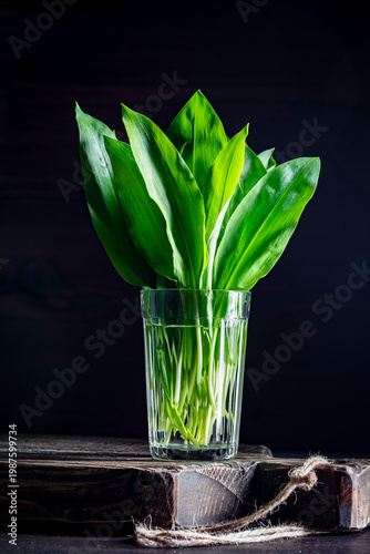 Fresh wild garlic ramsons in glass on dark rustic background, closeup. Bunch of fresh green wild garlic leaves in a glass of water on a wooden board. Moody spring seasonal herbs food photography