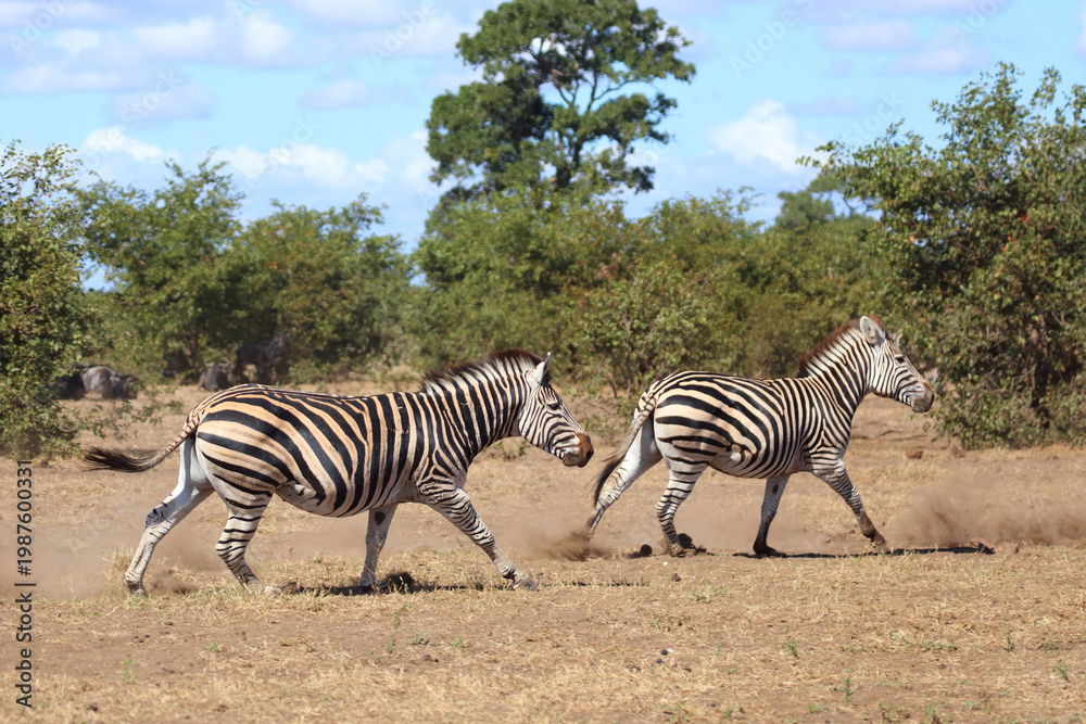 Obraz premium Steppenzebra / Burchell's zebra / Equus quagga burchellii