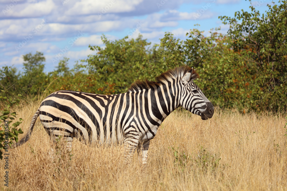 Obraz premium Steppenzebra / Burchell's zebra / Equus quagga burchellii