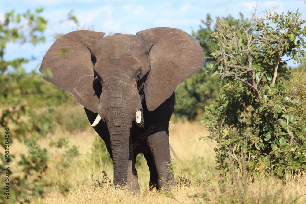 Obraz premium Afrikanischer Elefant / African elephant / Loxodonta africana