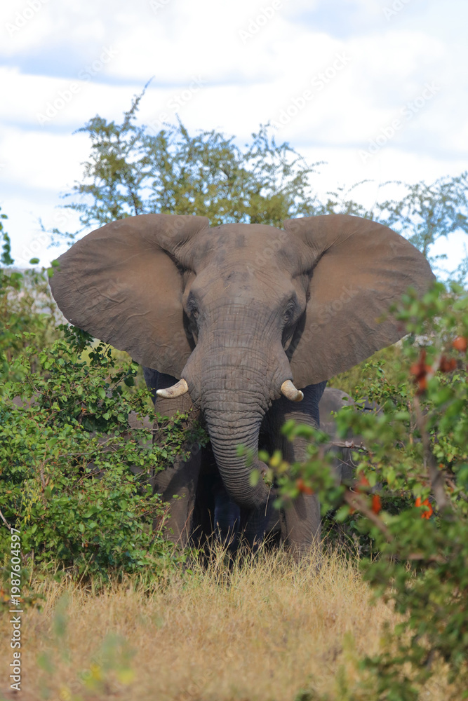 Fototapeta premium Afrikanischer Elefant / African elephant / Loxodonta africana