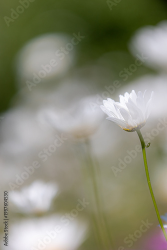 White daisy flower blooming in a spring meadow