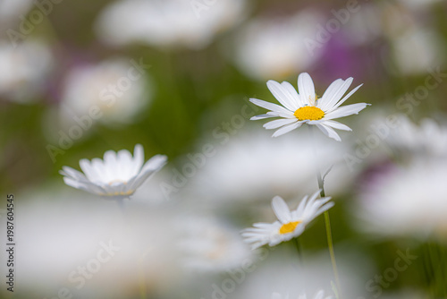 Marguerite (Leucanthemum vulgare) flowers blooming in summer meadow