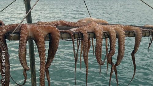 Octopuses DryingClose-up of fresh octopuses hanging to dry on a wooden rack over the ocean water. Traditional seafood preparation, Mediterranean culture, and sun-dried  on a Rack by the Blue Sea Shore