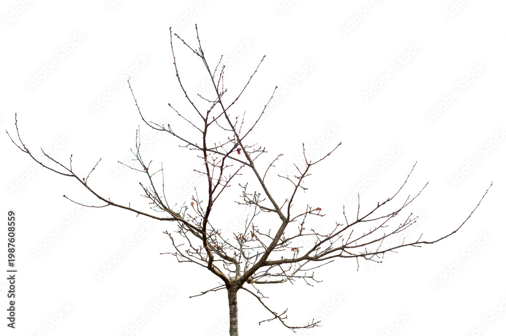 Fototapeta premium Natural young oak tree with thin branches and early growth structure isolated on transparent background. Small deciduous tree, ideal for landscaping