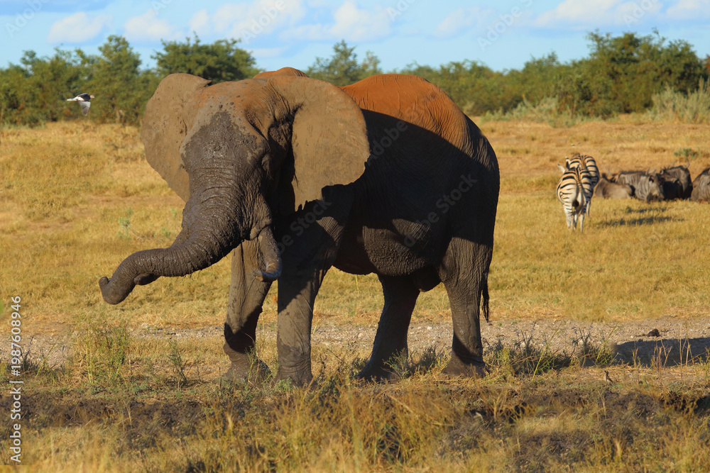Fototapeta premium Afrikanischer Elefant / African elephant / Loxodonta africana