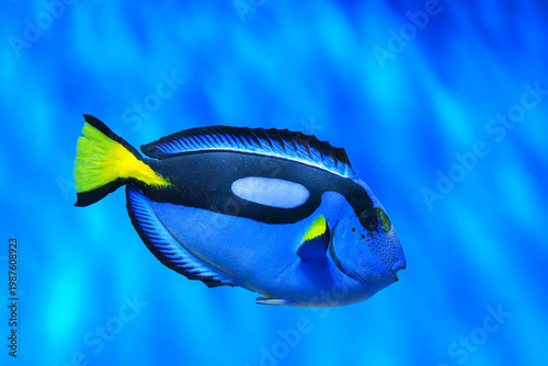 Cuadro en lienzo Paracanthurus hepatus, blue tang or blue surgeonfish fish swimming in clear aquarium water with smooth blue background