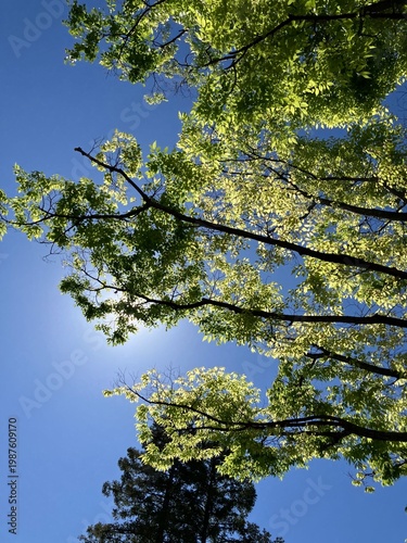 新緑と青空と太陽