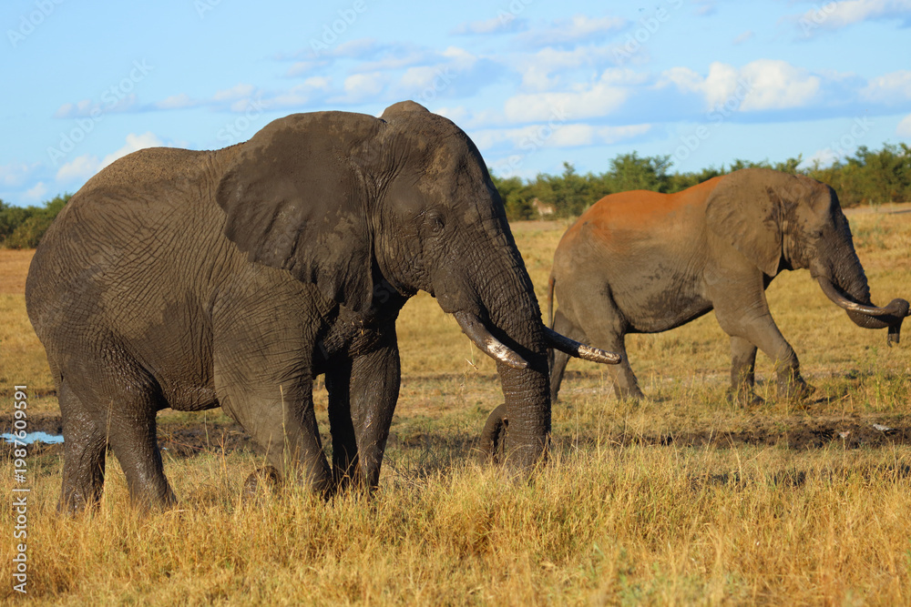 Fototapeta premium Afrikanischer Elefant / African elephant / Loxodonta africana