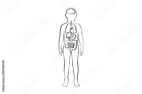 Organ Systems Sketch