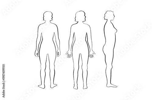 Organ Systems Sketch