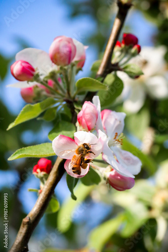 Une abeille butine des fleurs de pommier