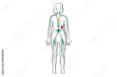 Organ Systems Sketch