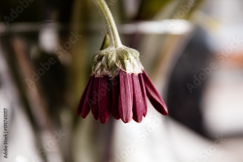Bild auf Leinwand wilted flower