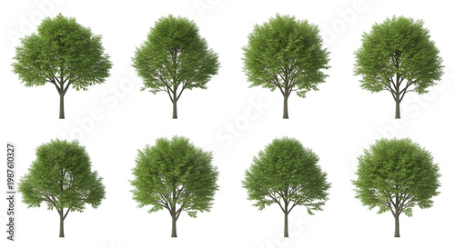 assorted trees displayed on a white background illustrative purposes architectural visualization