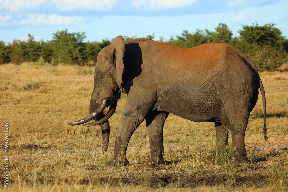 Obraz premium Afrikanischer Elefant / African elephant / Loxodonta africana