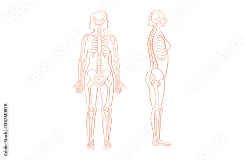 Organ Systems Sketch