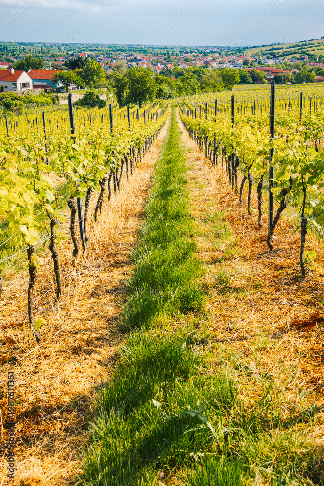 Obraz premium Sunlit Vineyard with Young Growing Grape Vines