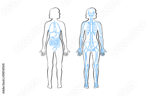 Organ Systems Sketch