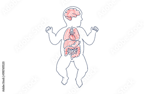 Organ Systems Sketch