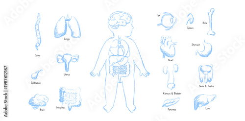 Organ Systems Sketch