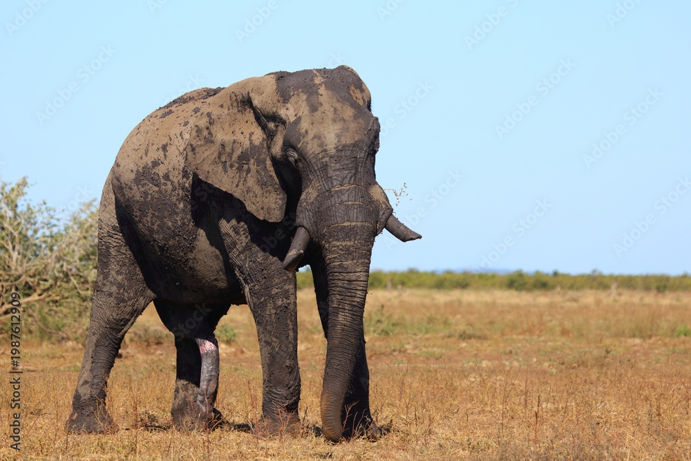 Fototapeta premium Afrikanischer Elefant / African elephant / Loxodonta africana