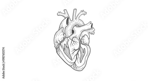 Detailed anatomical illustration of a human heart on isolated white background